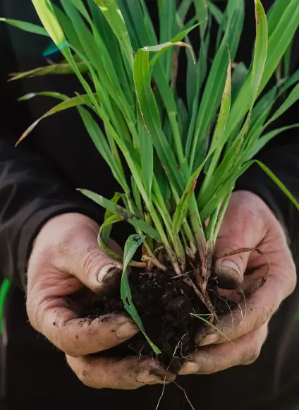 Flaxseed Plant