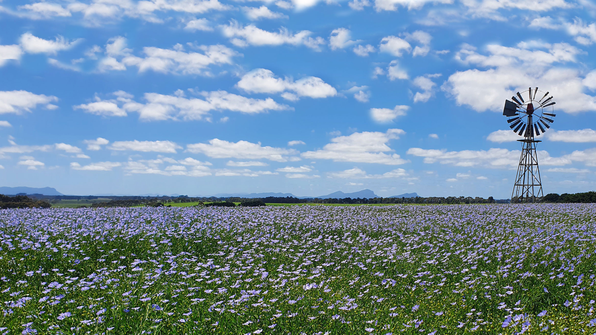 Superior Australian produce locally sown and grown