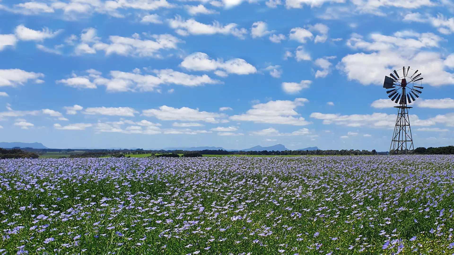Superior Australian produce locally sown and grown