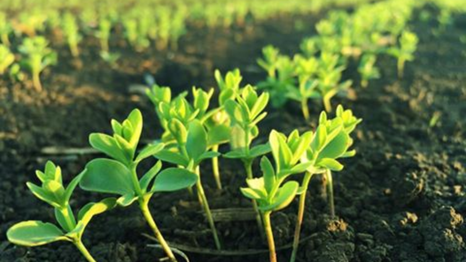 Flaxseed Sustainable Farming