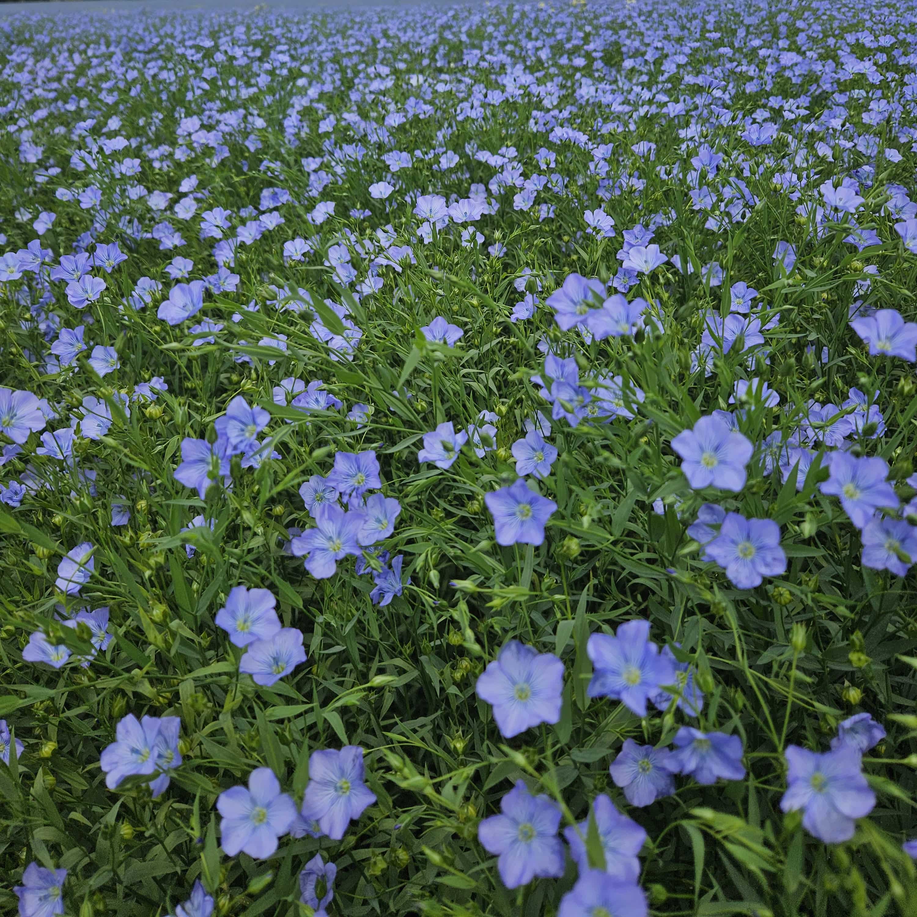 Flaxseed Plant