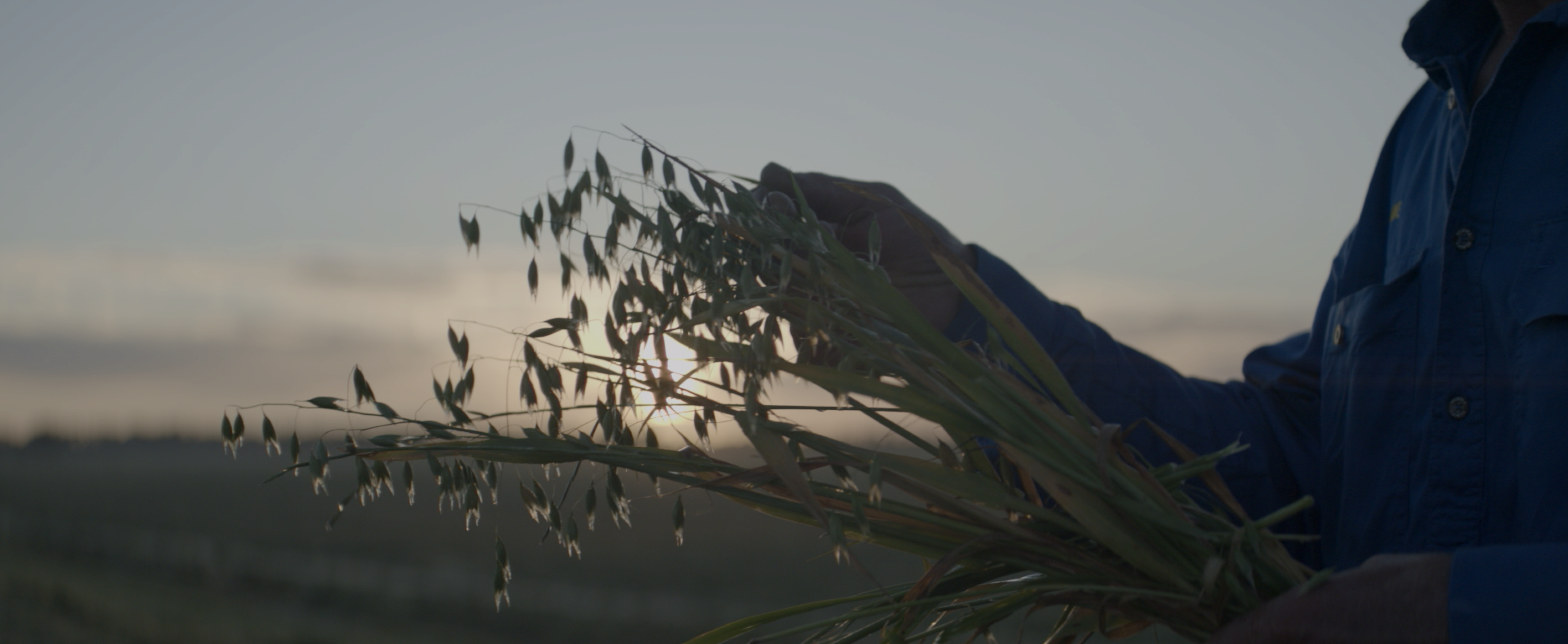 Flaxseed Farm Harvest