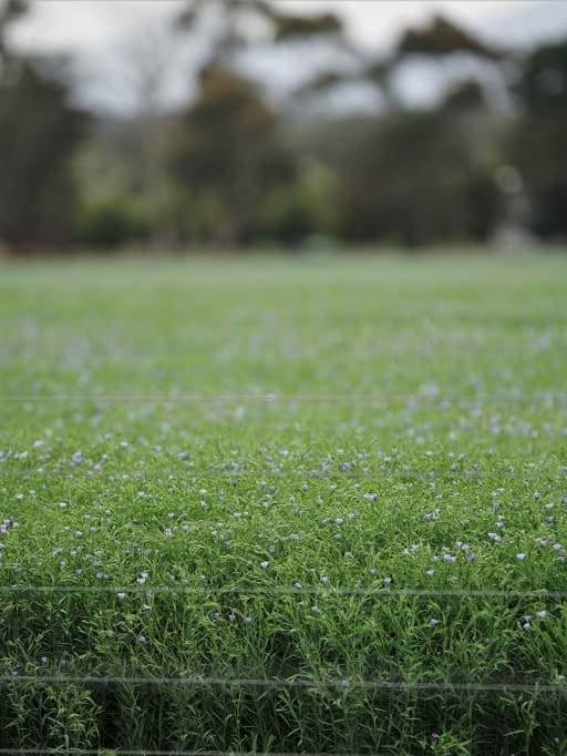 Organic Flaxseed Farm