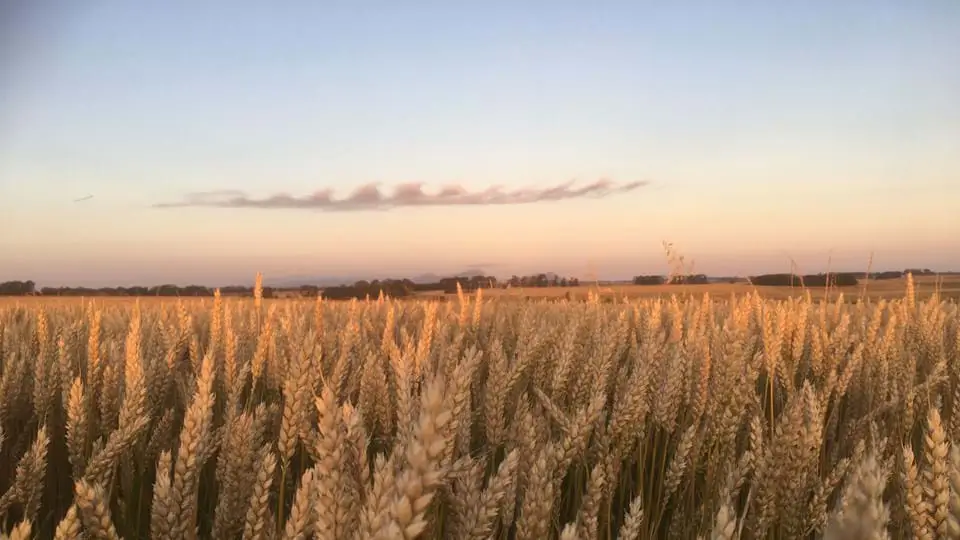 Flaxseed Farming for the Future